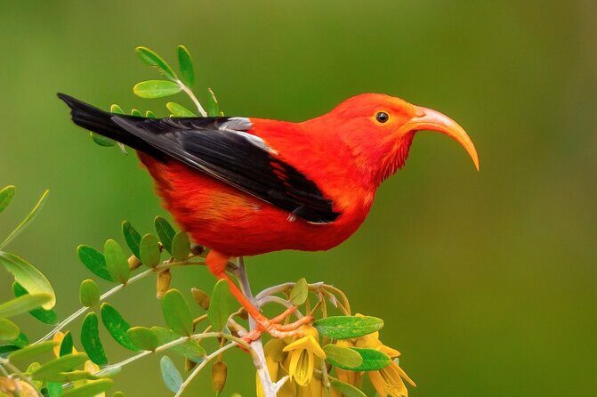 Klauea Hike and Lava Gazing with Native Hawaiian - The Value and Who Should Book This Tour