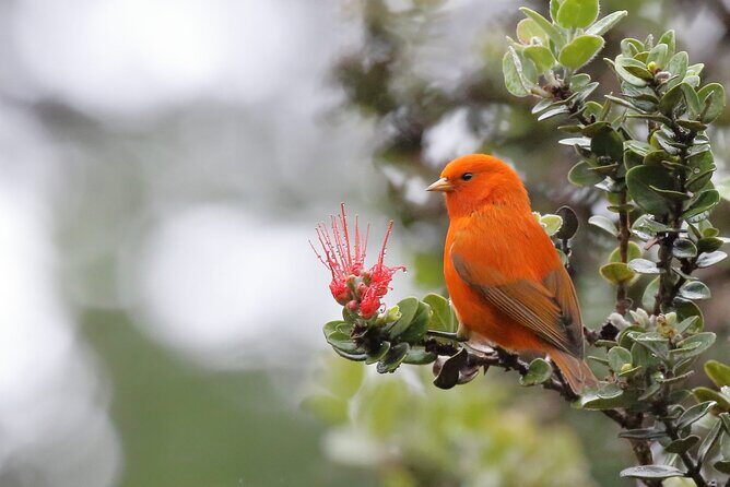 Klauea Hike and Lava Gazing with Native Hawaiian - Frequently Asked Questions