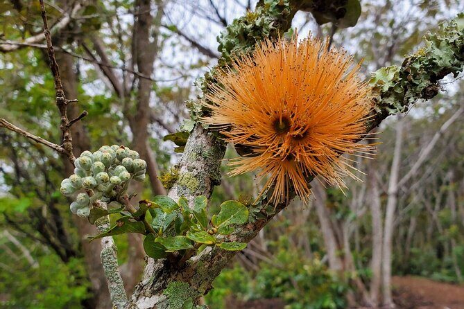 Klauea Hike and Lava Gazing with Native Hawaiian - Final Thoughts