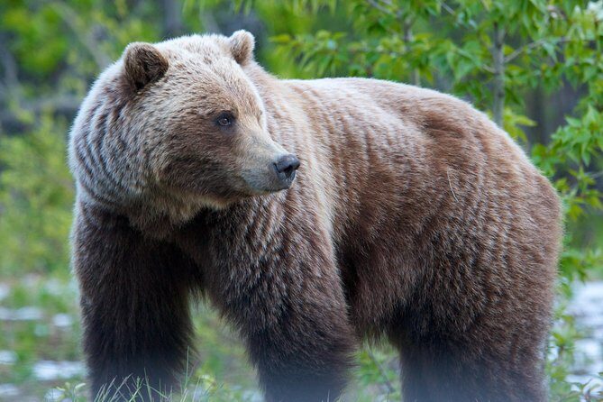 KLUANE NATIONAL PARK - Day-Trip from Whitehorse - Who Should Consider This Tour?