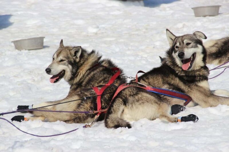 Knik: Winter Dog Sledding Tour - Knik: Winter Dog Sledding Tour — An Honest Look
