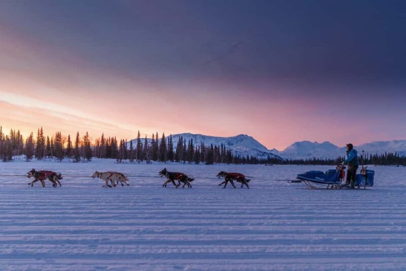 Knik: Winter Dog Sledding Tour - Key Points