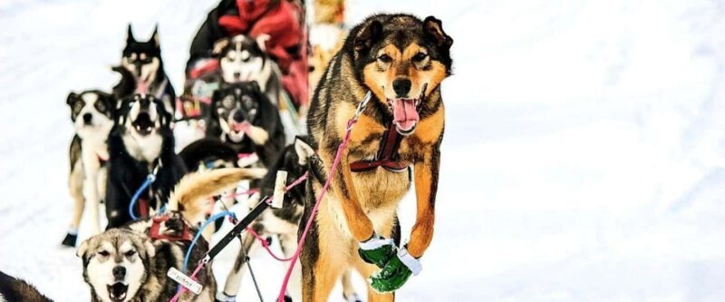 Knik: Winter Dog Sledding Tour - The Itinerary and What You’ll Do