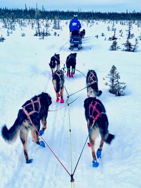 Knik: Winter Dog Sledding Tour - Who Should Consider This Tour?
