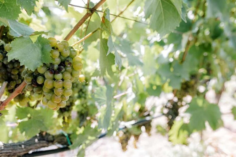 Knossos palace, Archanes village & Winery from Heraklion - Key Points