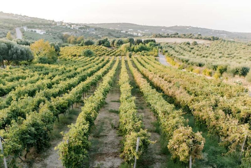 Knossos palace, Archanes village & Winery from Heraklion - What Travelers Are Saying