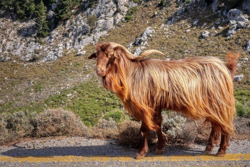 Knossos, Tracing Zeus in Mythic Lands & Olive Mill | Private - FAQ