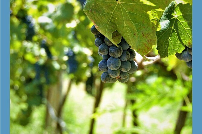 Knossos Wine & More - Final Thoughts