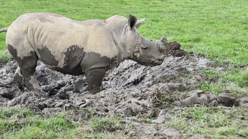 Knowsley: Safari Entry Tickets - What You Can Expect from a Day at Knowsley Safari