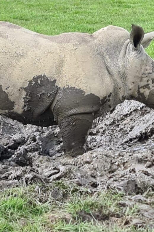 Knowsley: Safari Entry Tickets - Authentic impressions from visitors