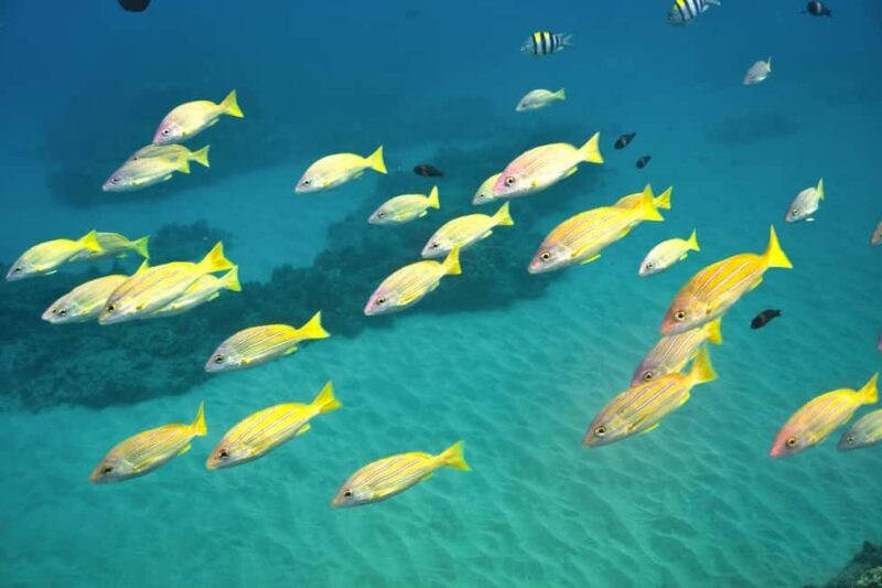 Ko Olina Exclusive Snorkel + Lunch - Key Points