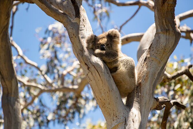 Koala Walking Tour in Kangaroo Island - FAQ