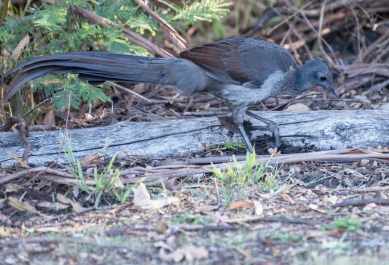 Koalas, Kangaroos and Lyrebirds - Is It Worth It?