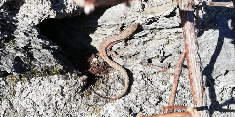 Koblenz: The Living Vineyard, Nature & Wine Enjoyment - Authentic Traveler Insights