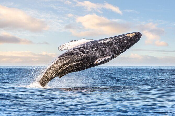 Kohola Whale Watching Excursion - Key Points
