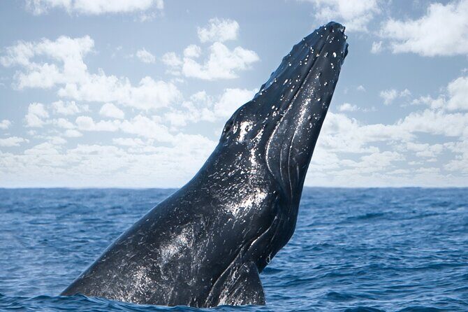 Kohola Whale Watching Excursion - An In-Depth Look at the Kohola Whale Watching Experience