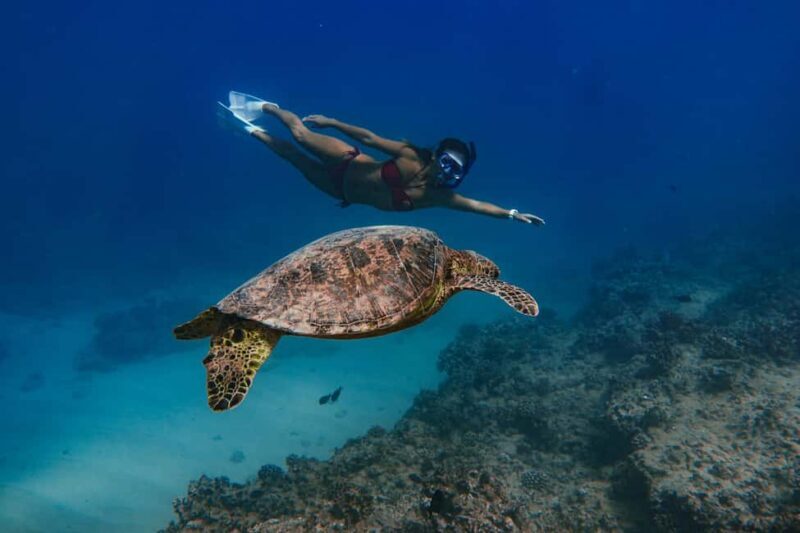 Kona Afternoon Dolphin Watch & Snorkel on the Big Isand - The Real Experience: What Travelers Say