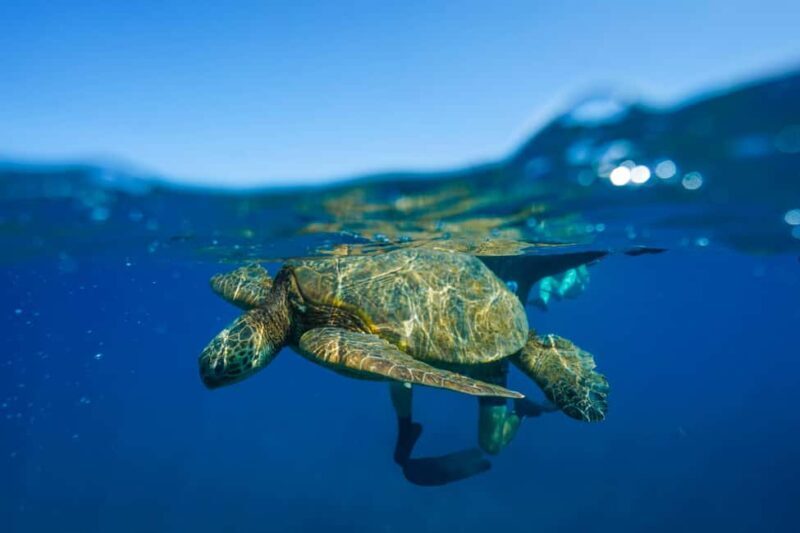 Kona Afternoon Dolphin Watch & Snorkel on the Big Isand - Practical Details and Considerations