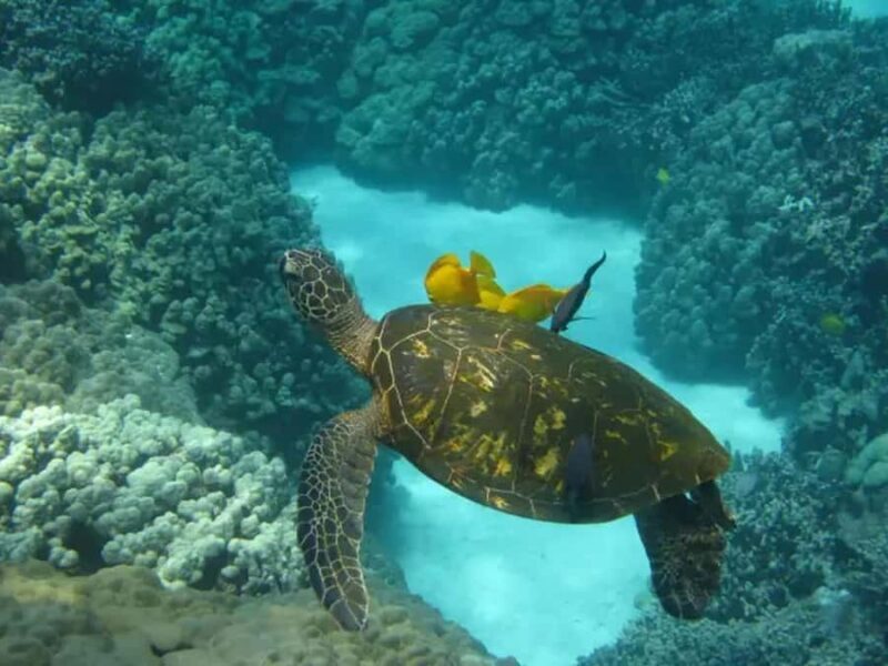 Kona: Captain Cook Snorkel Tour - Key Points