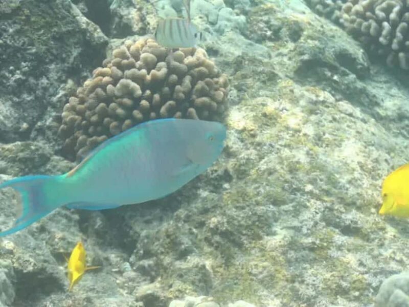 Kona: Captain Cook Snorkel Tour - What to Expect from the Kona: Captain Cook Snorkel Tour