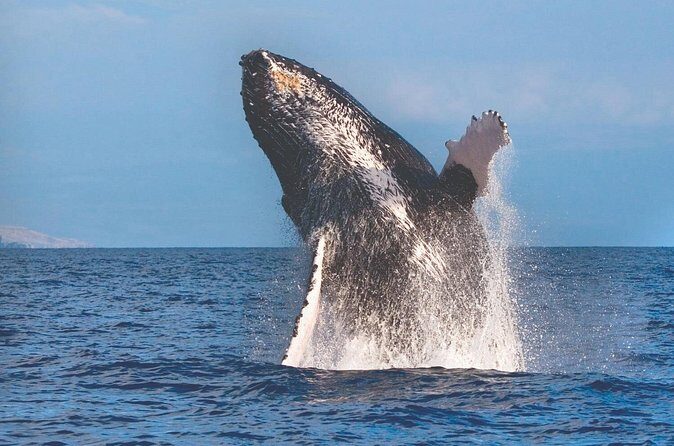 Kona Deluxe Catamaran Whale Watch - Final Thoughts