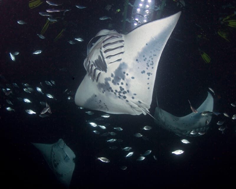 Kona Hi, Sunset Manta Ray Tour 10 passengers maximum - The Sum Up