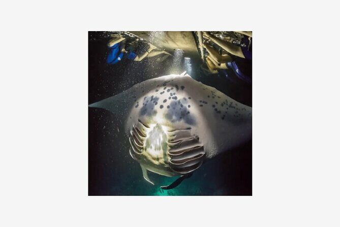 Kona Manta Ray Night Snorkel Adventure! Small Group - The Real Deal: What Travelers Say