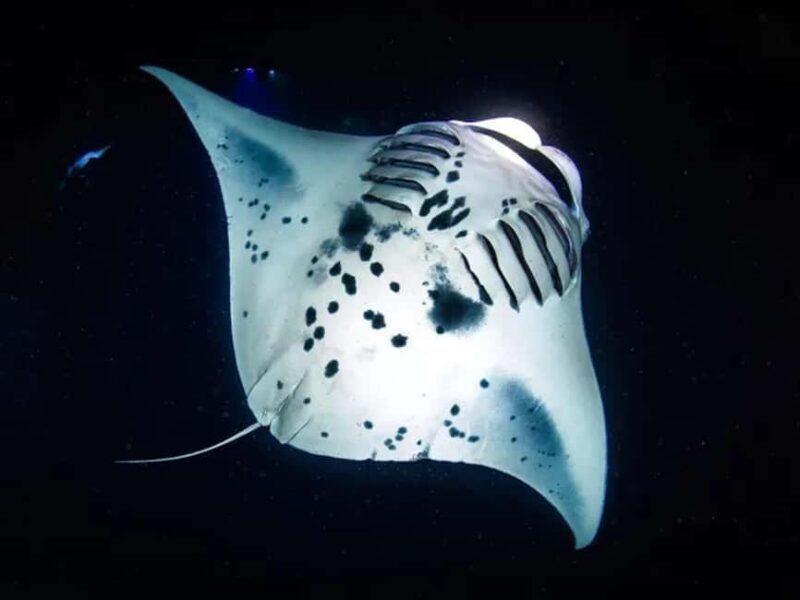 Kona: Manta Ray Night Snorkel Adventure - The Heart of the Experience: Close Encounters with Manta Rays