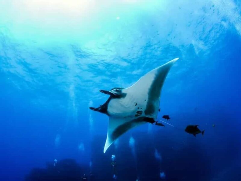 Kona: Manta Ray Night Snorkel Adventure - Practical Details: What You Need to Know