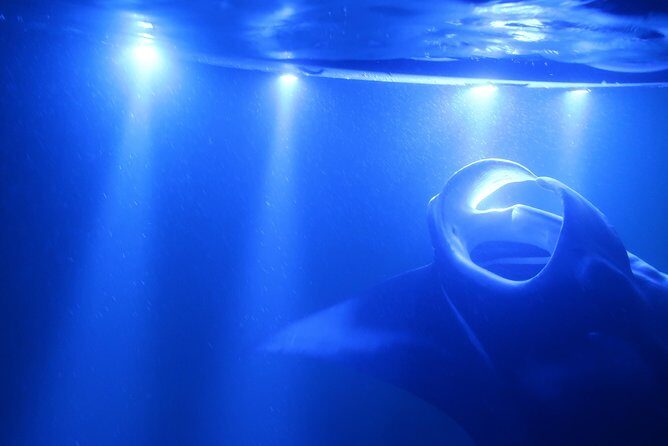 Kona Manta Rays Guaranteed Night Snorkel in Keauhou Harbor - What to Expect from the Tour