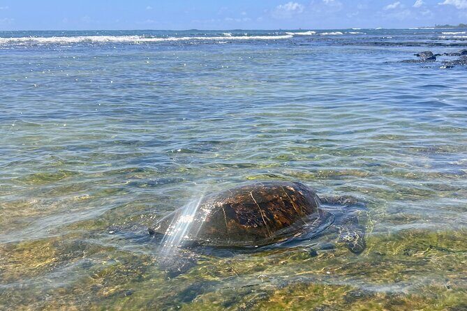 Kona Port: Private History & Farmer's Market Excursion - Key Points