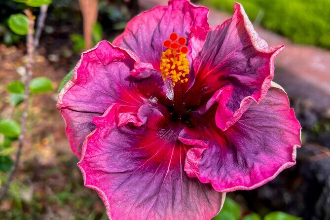 Kona Port: Private History & Farmer's Market Excursion - FAQ