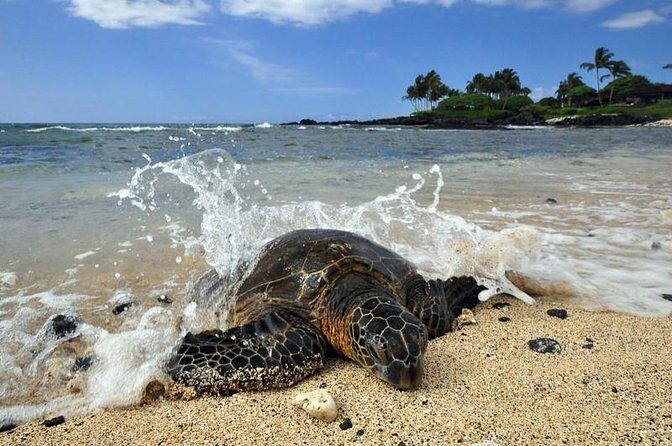 Kona Shore Excursion: Sea Turtles, Historic Kona & Coffee - Key Points