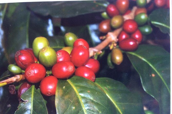 Kona Shore Excursion: Sea Turtles, Historic Kona & Coffee - Final Thoughts