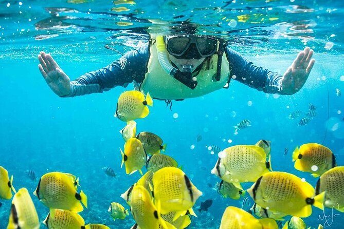 Kona Shore Excursion: Wild Dolphin Reefs Snorkel and Sea Caves - Key Points