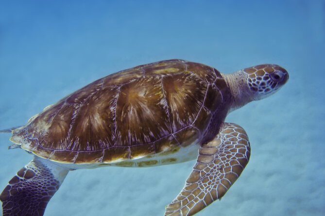 Kona Shore Excursion: Wild Dolphin Reefs Snorkel and Sea Caves - FAQs