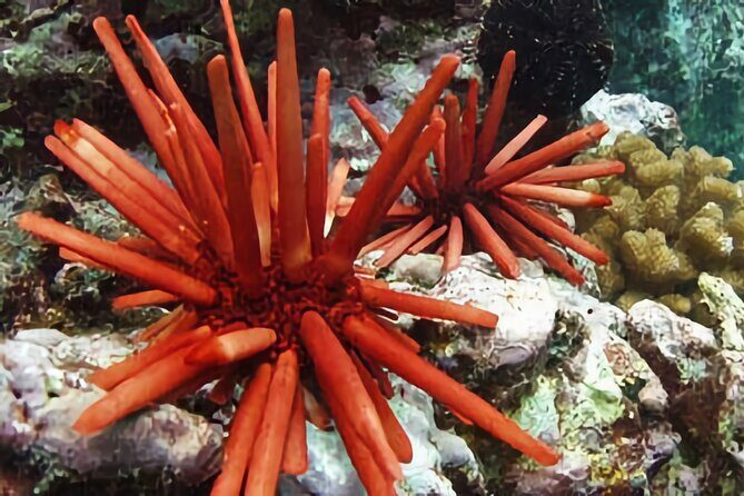 Kona Snorkeling Gear Rental Dive Into Adventure - FAQ