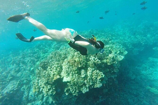 Kona's Deluxe Snorkel - Snorkel Captain Cook and Place of Refuge - The Guides and Overall Value