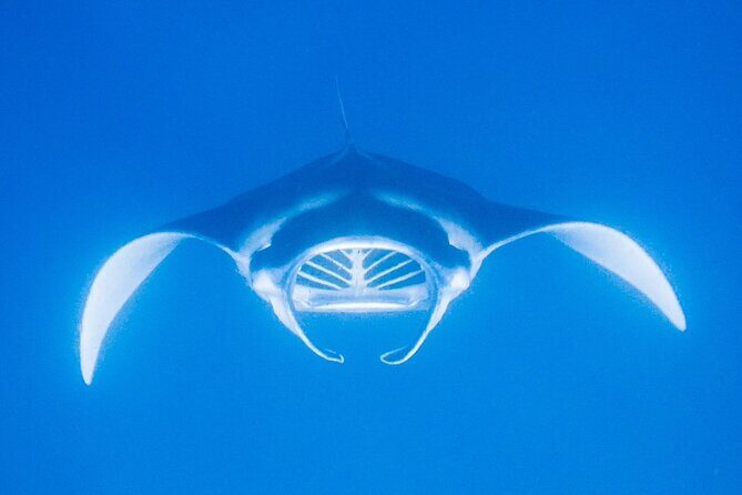 Kona's Magical Manta Ray Night Snorkel: Small-Group Eco-Tour - Who Should Consider This Tour?