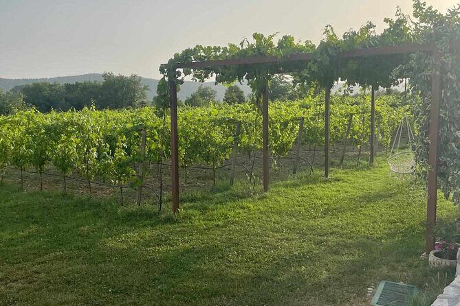 Konavle Tradition & Vines: Vodopic Winery Journey - A Closer Look at the Vodopic Winery Journey