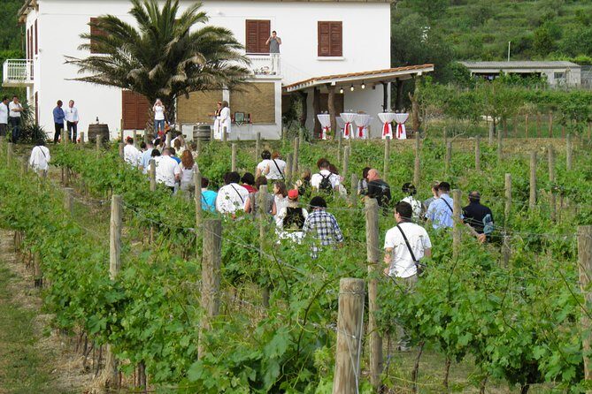 Konavle Valley Wine Tour from Dubrovnik with Train Ride and Wine Tasting - Who Will Love This Tour?