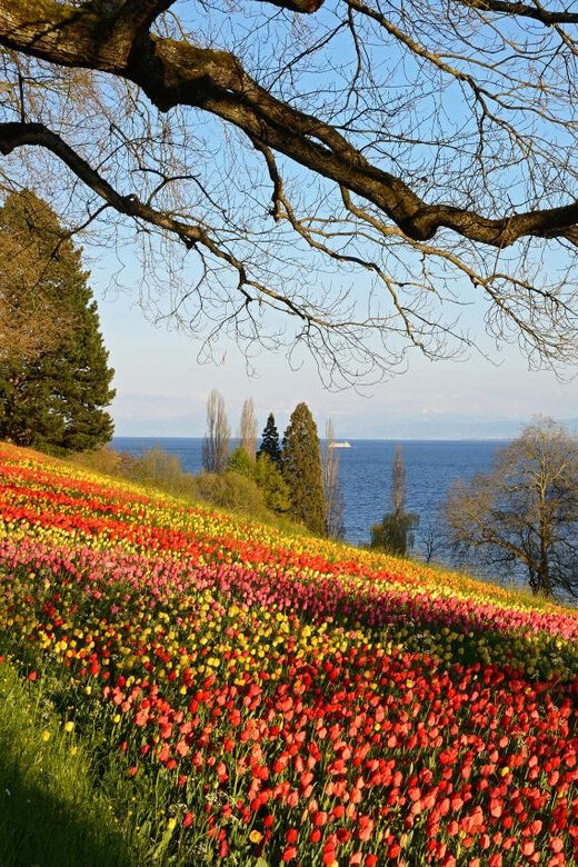 Konstanz: Mainau Island Entry Ticket - Key Points