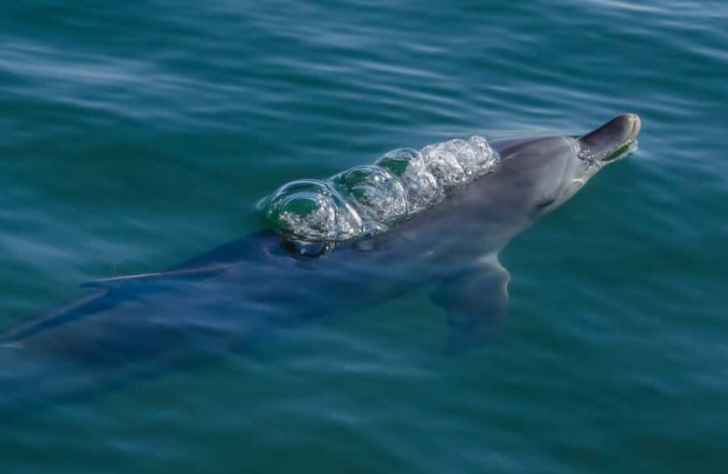 Koombana Bay: Dolphin Eco Cruise - An Honest Look at the Dolphin Eco Cruise Experience