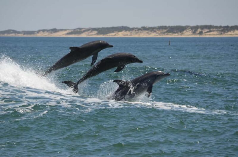 Koombana Bay: Dolphin Eco Cruise - The Sum Up