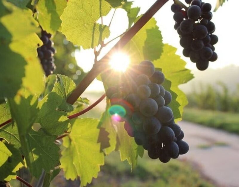 Korcula and Peljesac with Wine Tasting Private Day Trip from - Exploring Croatia’s Coastal Charms: A Review of the Korcula and Peljesac Private Day Trip