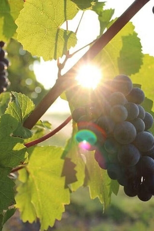 Korcula & Peljesac Wine Tasting Group Tour from Dubrovnik - Key Points