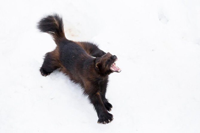 Korouoma Canyon & Ranua Zoo Tour - FAQ