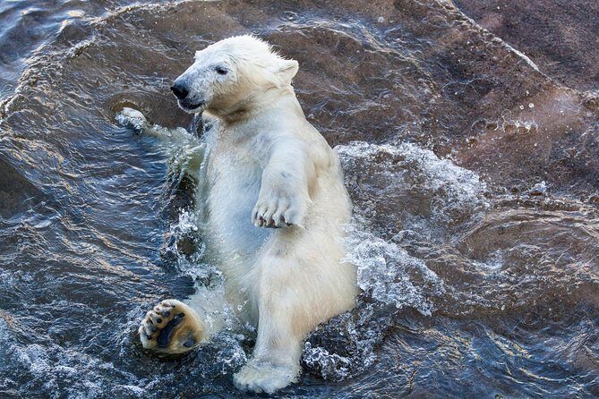 Korouoma Canyon & Ranua Zoo Tour - Final Thoughts