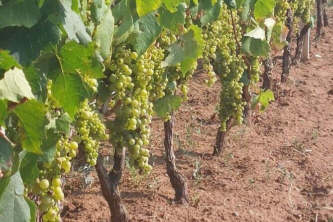 Korula for Wine Lovers - Poip and Grk Wines Private Tour - FAQs