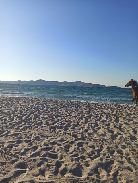 Kos: Horse Riding Experience on the Beach with Instructor - An Honest Look at the Experience